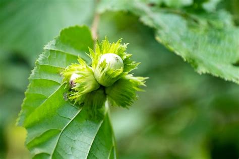 Premium Photo | Cluster of green hazel nuts growing on tree branch