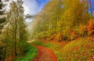 Autumn mist in the forests of Hocheck near Oberaudorf, Bav… | Flickr