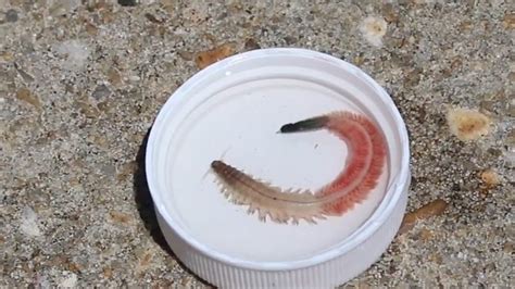 Marine worms’ ‘fascinating phenomenon’ make annual appearance in South Carolina waters