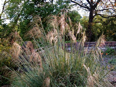 Stipa gigantea Seed