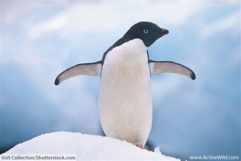 Adélie Penguin Facts For Kids & Adults: Pictures, Information & Video