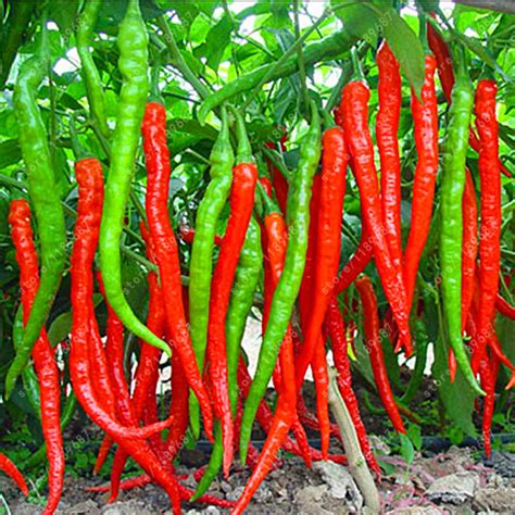 200 pcs/bag Giant Spices Spicy Red Chili Hot Pepper Plants potted bonsai garden courtyard plant ...