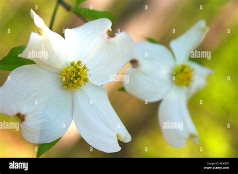 Dogwood blooms in South Carolina Stock Photo - Alamy