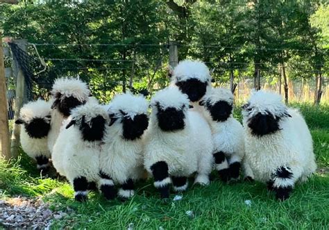 These Valais Blacknose Sheep look so cute! : aww