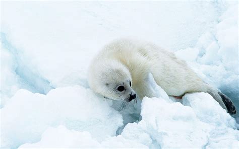 Baby Seal Wallpapers - Wallpaper Cave