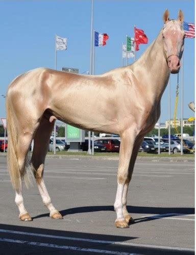 Supermodel of the Horse World: the Golden Akhal-Teke | Featured Creature