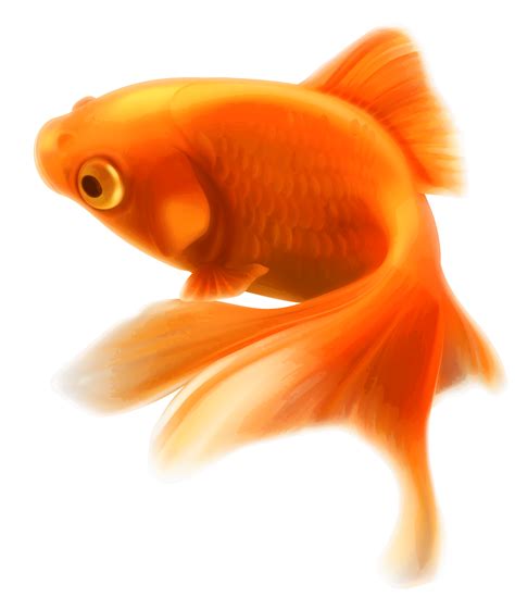 Gold Fish transparent PNG - StickPNG