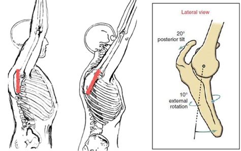 What You Need To Know To Fix Shoulders: Scapulohumeral Rhythm