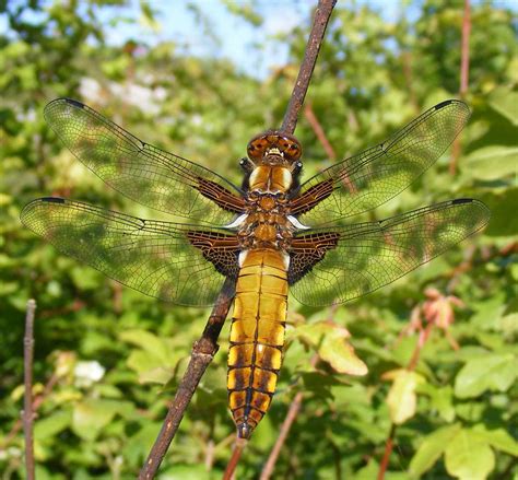 Welcome To Dragonfly Habitat – Animal Encyclopedia