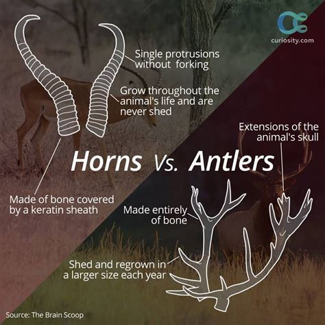 Horns Vs Antlers. 33 Rare Facts About The World That Will Totally Amaze You • Page 4 of 5 ...