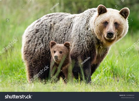 Photo de stock Adorable Cub Adult Female Brown Bear 1549886024 | Shutterstock