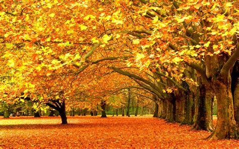 trees, Fall, Nature Wallpapers HD / Desktop and Mobile Backgrounds