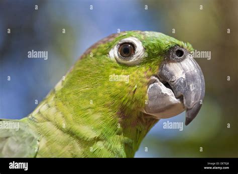 Green parrot, Roatan, Bay Islands, Honduras Stock Photo - Alamy