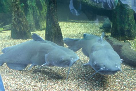 Channel Catfish | Taken at the Virginia Living Museum. Visit… | Flickr