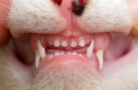 Kitten Teeth vs. Cat Teeth: 5 Most Important Differences Every Kitty Owner Should Know - Kitty ...