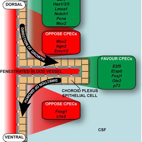 Location of choroid plexuses in the human brain. (A) The choroid ...