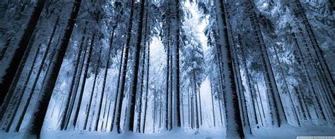 Deep Winter Forest, winter 3440x1440 HD wallpaper | Pxfuel