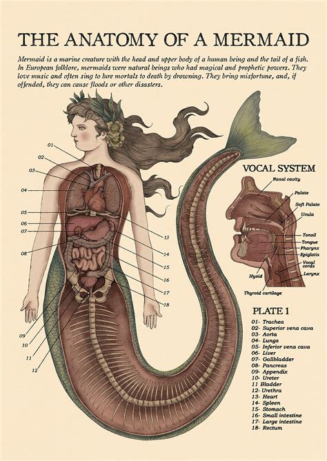 The Anatomy of a Mermaid :: Behance