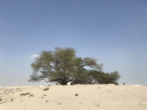 The Tree Of Life: Bahrain's Greatest 400-year-old Mystery