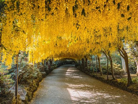 Bodnant Garden Laburnum Arch (2024) - How To See The Fairytale Flower Tunnel In Wales!