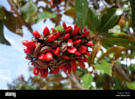 Magnolia grandiflora hi-res stock photography and images - Alamy