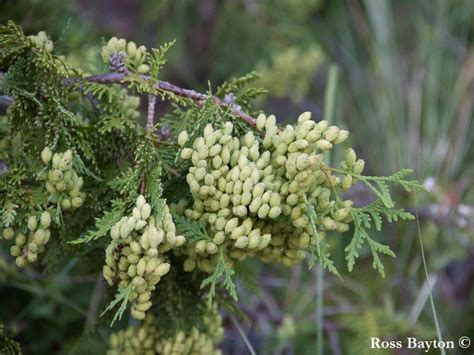 Thuja occidentalis - Description | CG Encyclopedia