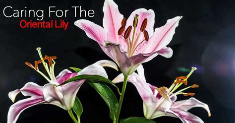 Oriental Lily Care: How To Grow The Tough, Fragrant, Showy Lilium Orientalis