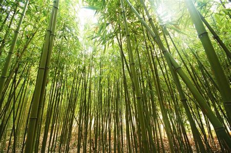 large bamboo | Bamboo Plants HQ