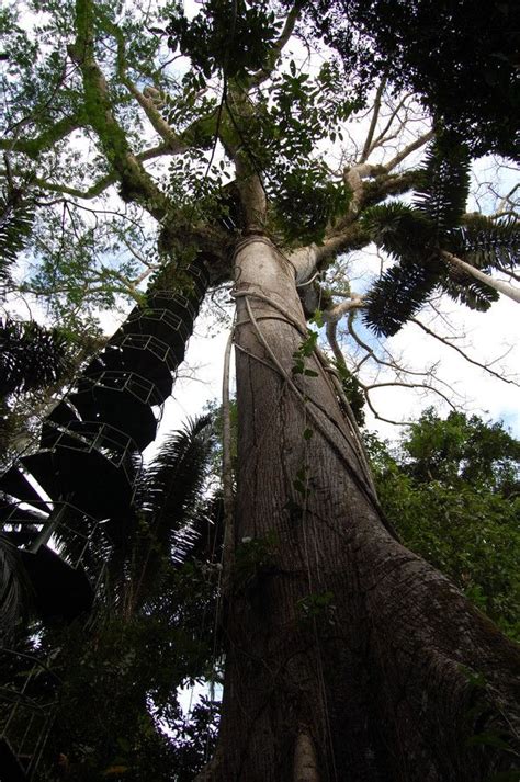 Canopy Tower, Panama Rainforest Discovery Center, Parque Nacional de ...