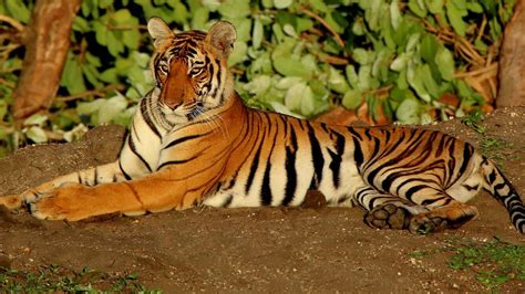 Bandipur Tiger Reserve UPSC - Iasexam.com