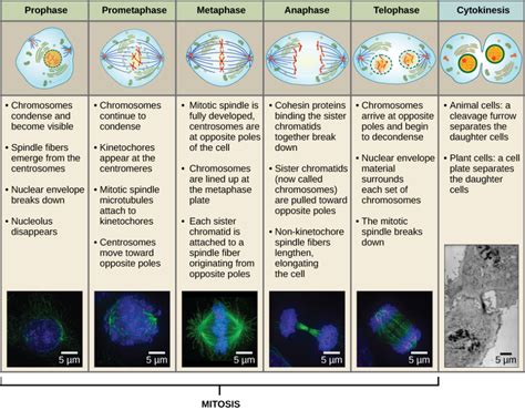 The Cell Cycle | Biology I