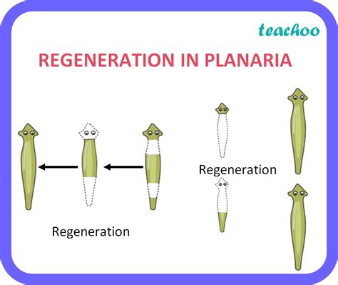 Regeneration Asexual Reproduction