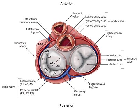 Mitral Valve Anatomy | EchoBoardsAcademy