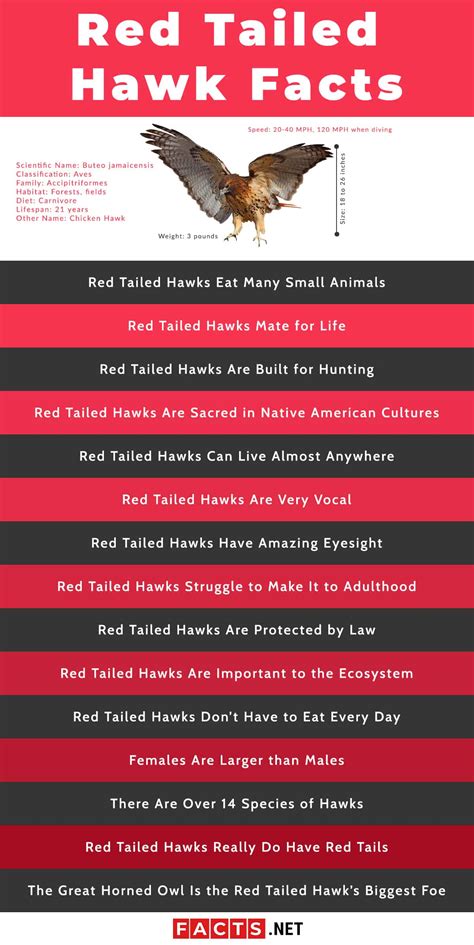 Top 15 Red Tailed Hawk Facts - Diet, Hunting, Senses & More | Facts.net