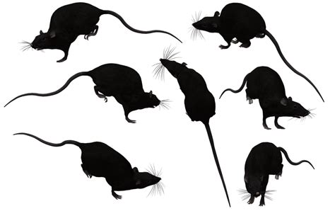 Brown rat Mouse Black rat Clip art - Rat Silhouette png download - 1024 ...