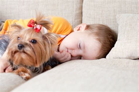 Little Boy Sleeping and Hugging Loving Dog York Stock Photo - Image of ...