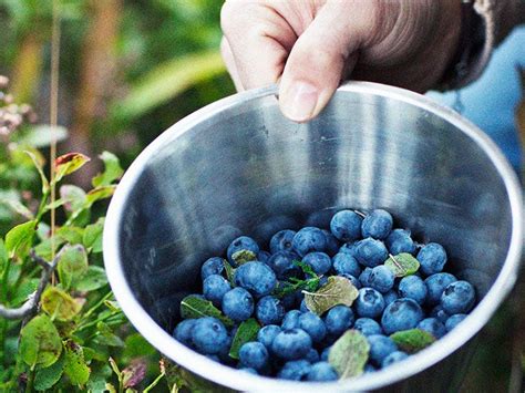 Benefits of bilberry and how to add them to the diet