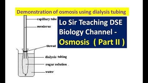 Lo Sir Teaching DSE Biology Channel ~ Demonstration of osmosis using ...