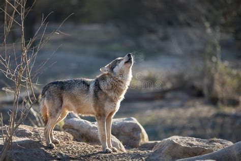 Howling of a Grey Wolf in the Forest during the Winter Stock Image ...