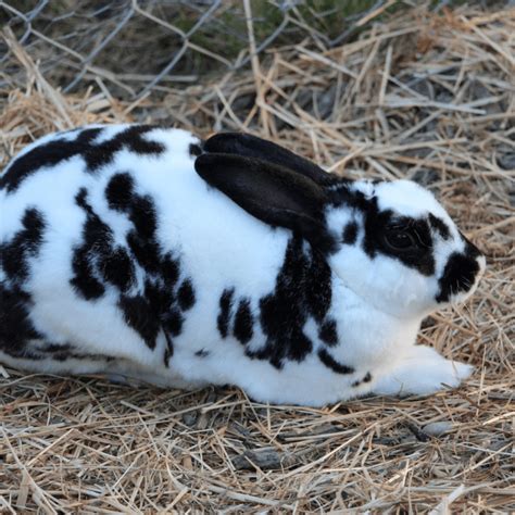 Why Rabbits Grind Their Teeth and Breathe Heavily During Sleep - PetHelpful