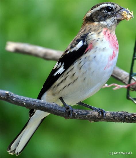 Rose-breasted Grosbeak | Audubon Field Guide