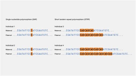 Polymorphic