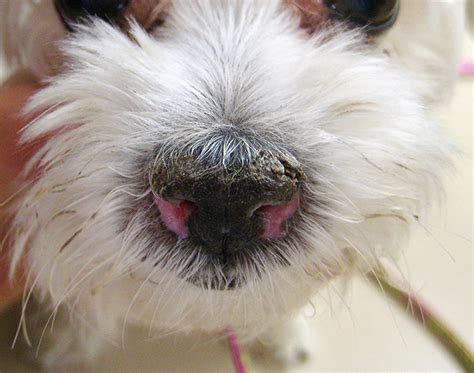 Nasal Planum Disease in Dogs | Clinician's Brief