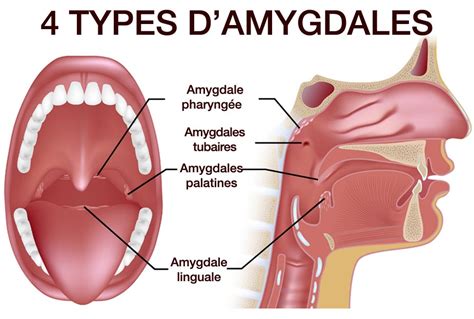 Amygdale | Studio Dentaire