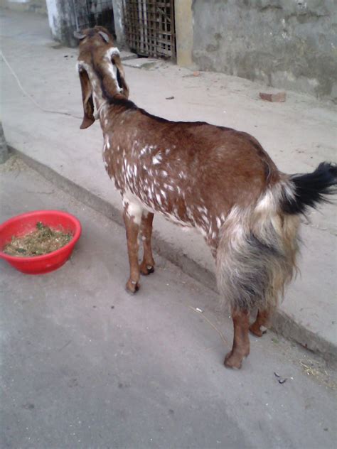 Jamunapari Goat | Modern Farming Methods