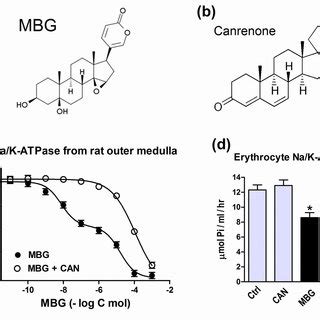 Structure of marinobufagenin (MBG) (a) and canrenone (CAN) (b). Effect... | Download Scientific ...