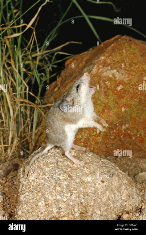 Grasshopper mouse hi-res stock photography and images - Alamy