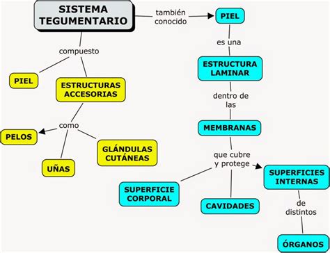 Sistema tegumentario mapa conceptual ¡Guía paso a paso!