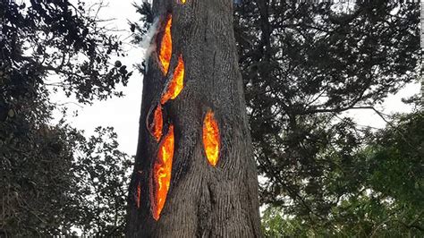 Amid California wildfires, a blaze burns inside a tree - CNN