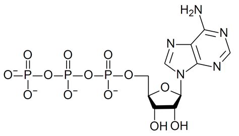 File:ATP structure revised.png - Wikipedia, the free encyclopedia